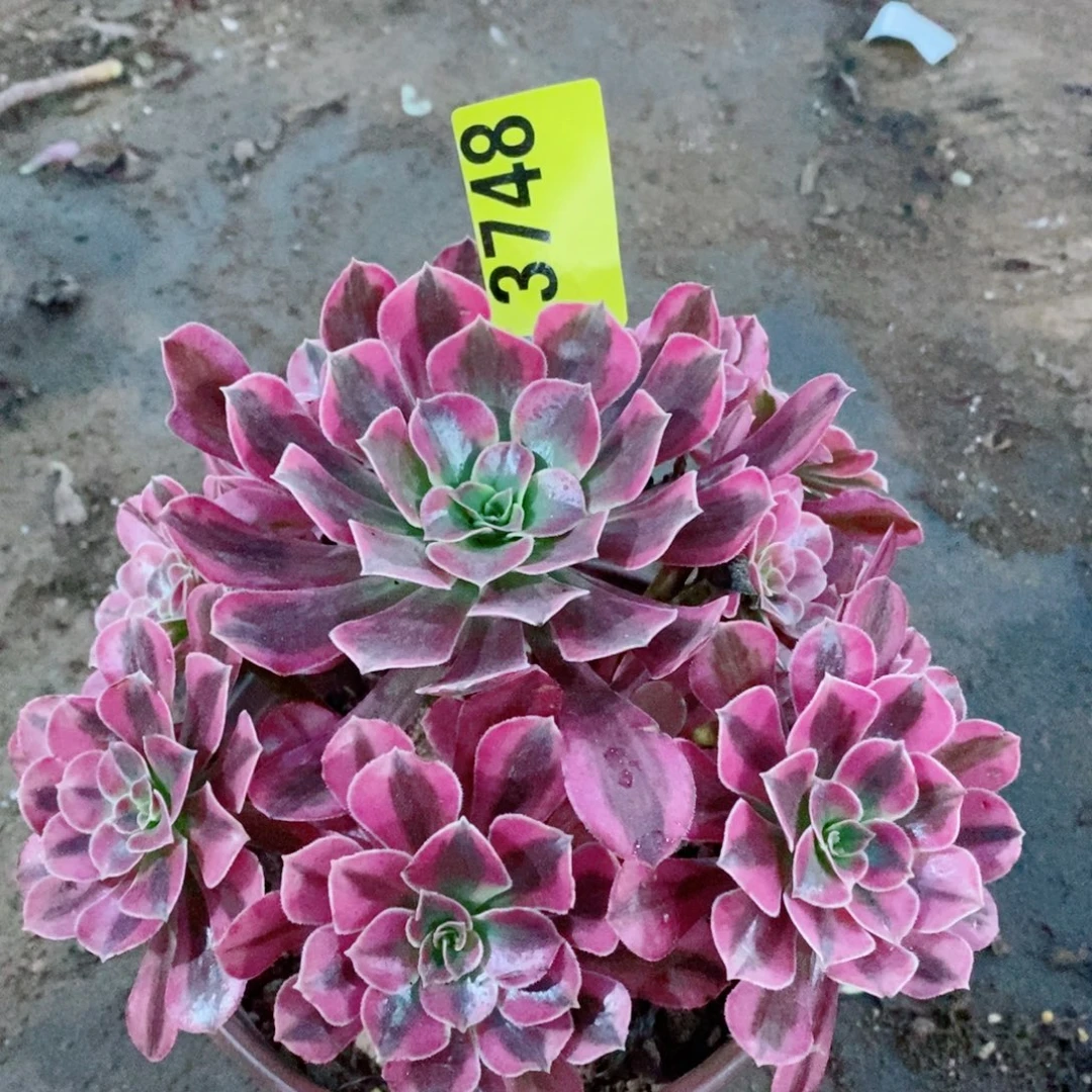美杜莎多肉植物3748