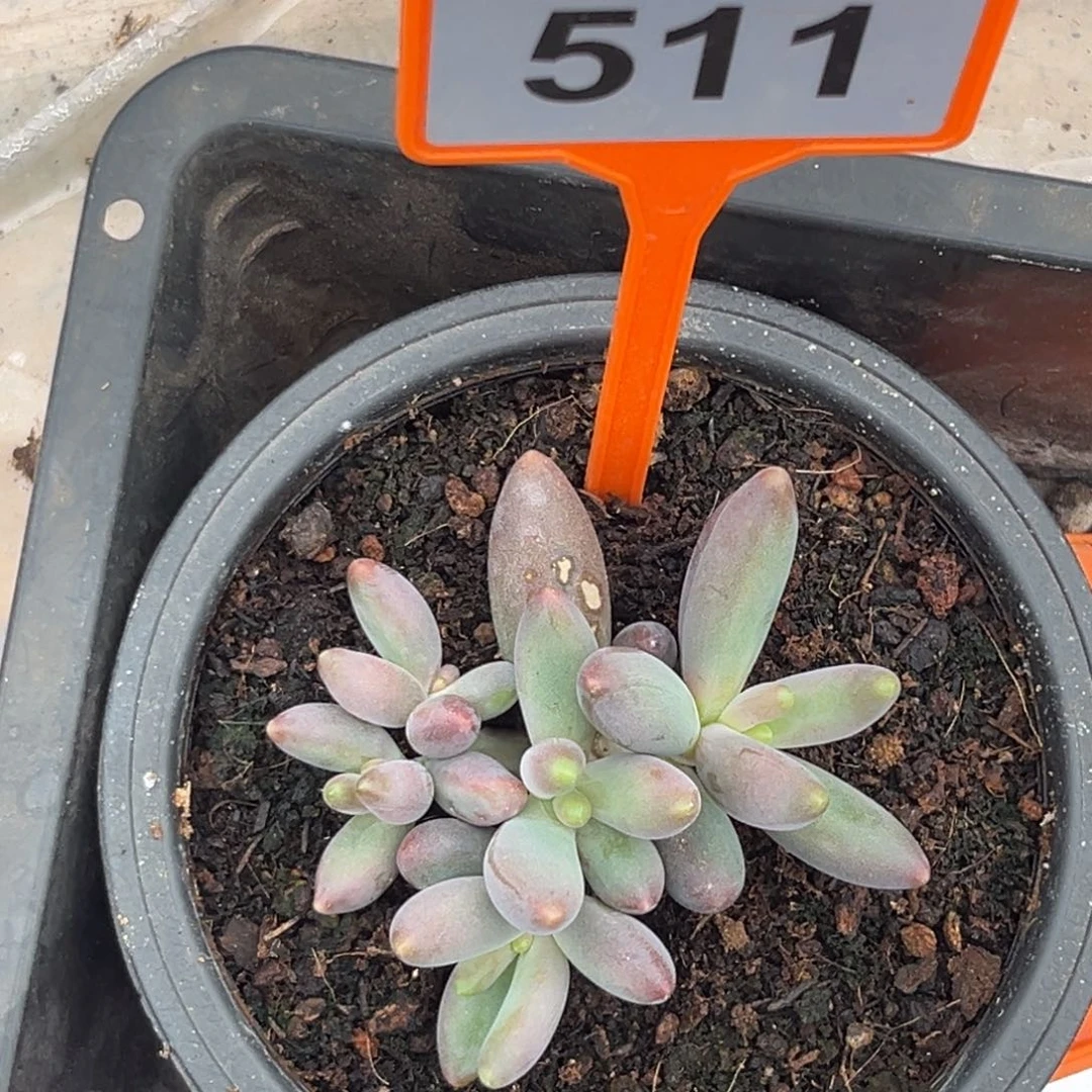 多肉植物烟花群511