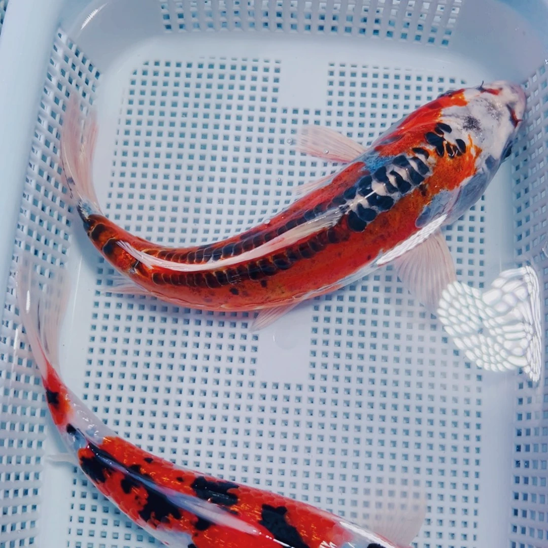 海水鱼锦鲤冷水125