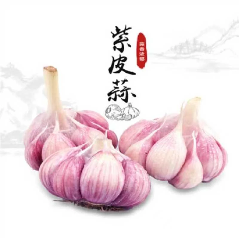 （助农特惠）2025新蒜大果可做腊八蒜糖醋蒜助农特惠价