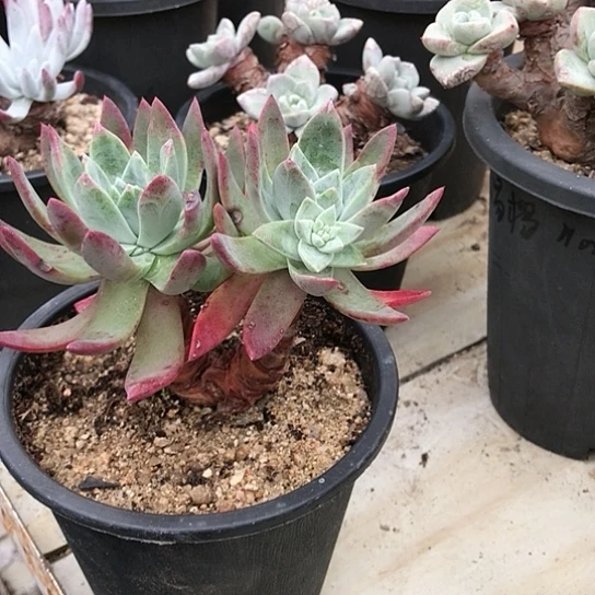 苹果叶仙女棒杯杯