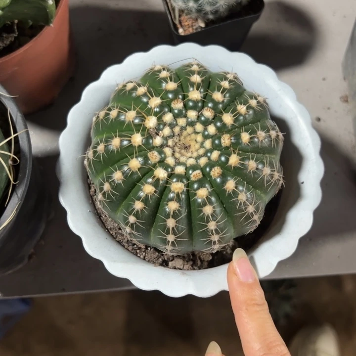 真***假吉祥如意是什么神仙