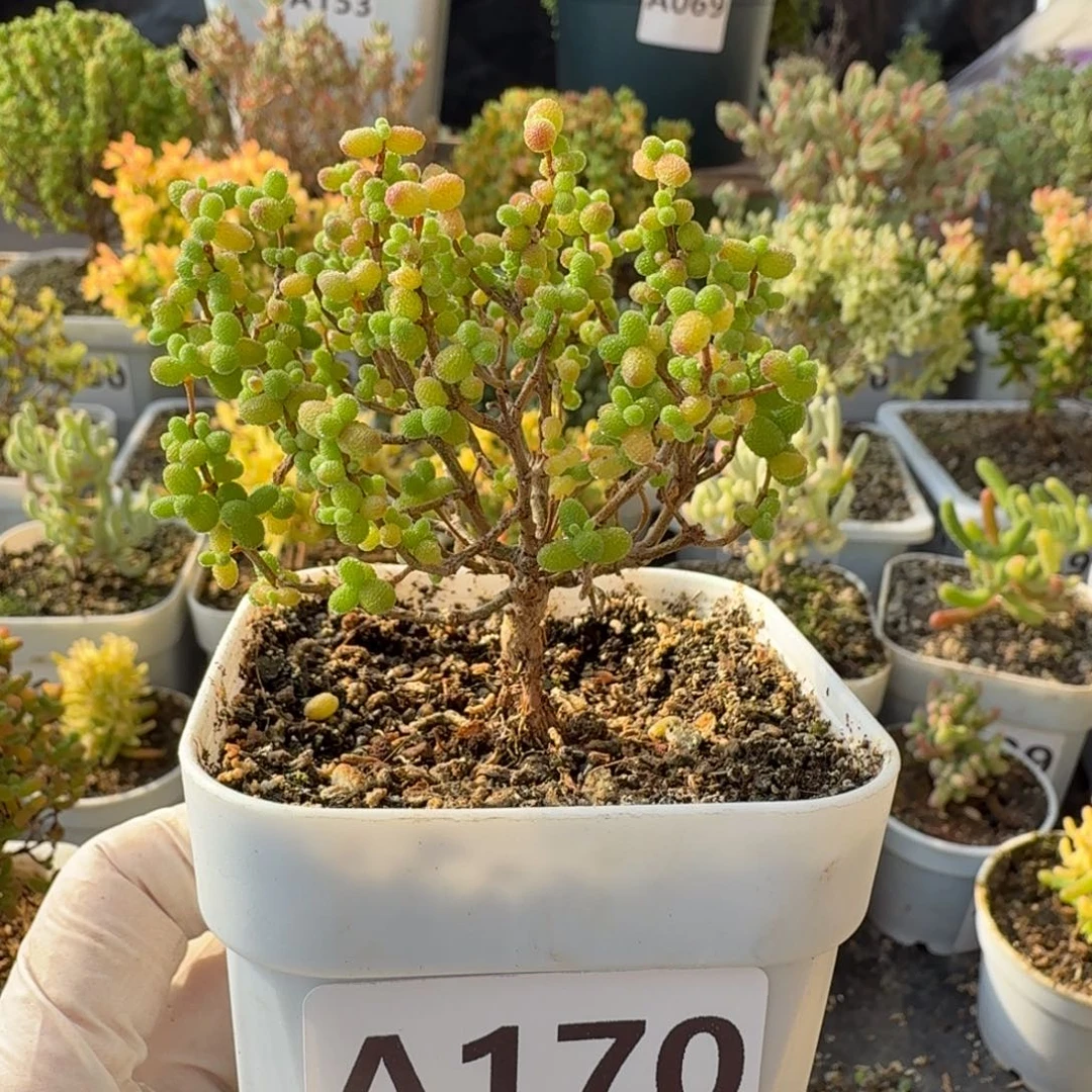 A170金桔糖球枝干