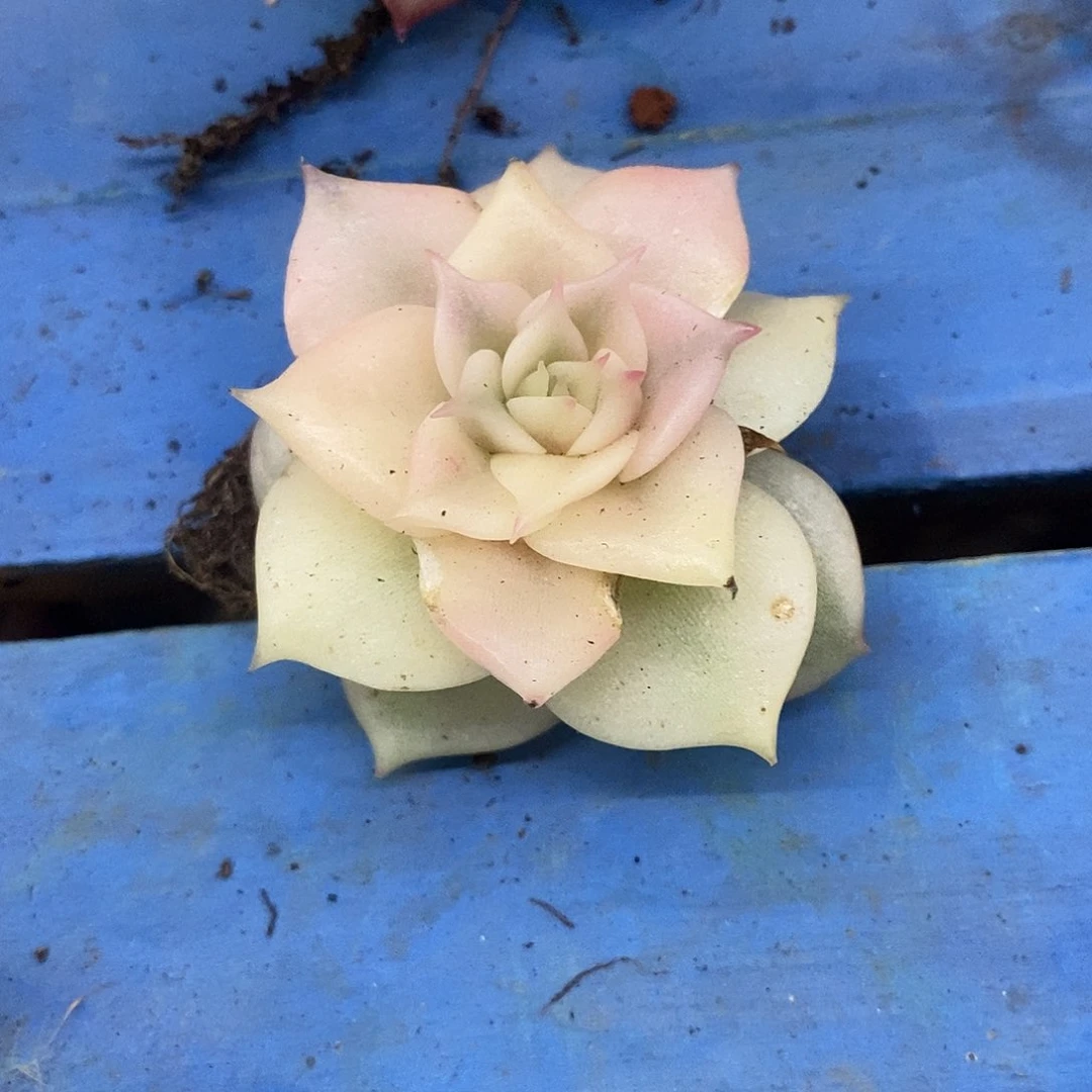 贝加尔湖富伦锦多肉植物