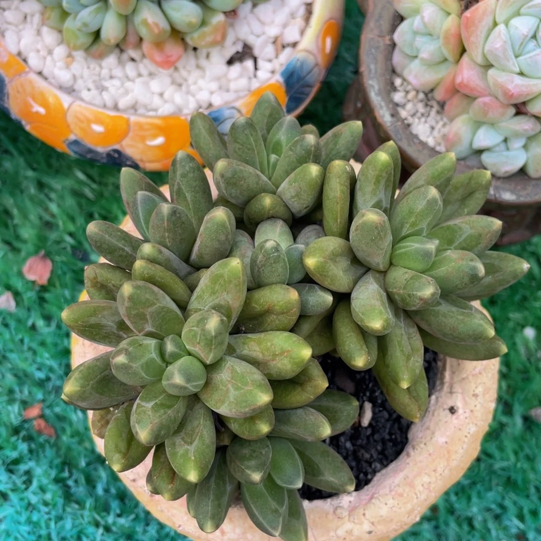 多肉植物盆栽多肉