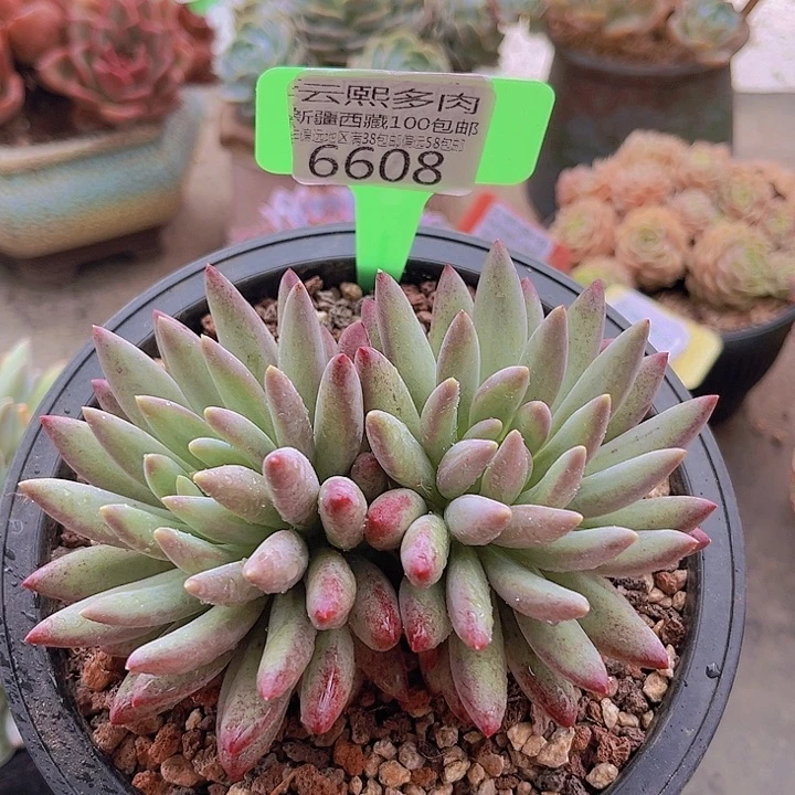 6608虞美人。