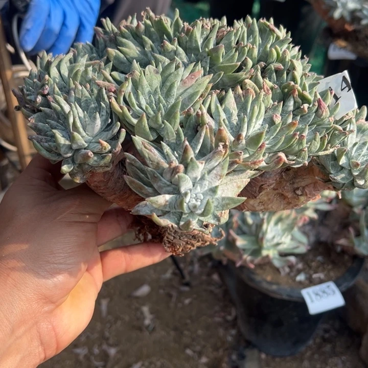 14号白拇多肉植物老庄有多处干疤