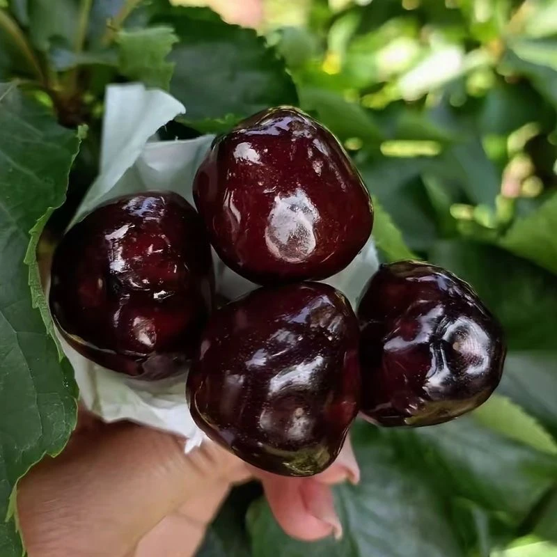 天水套袋车厘子脆甜爽口产地直发EMS航空冷链运输