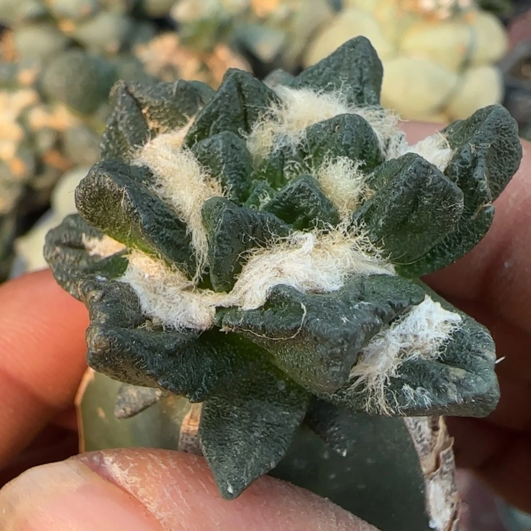 无花朵苗接特短尤龙角156