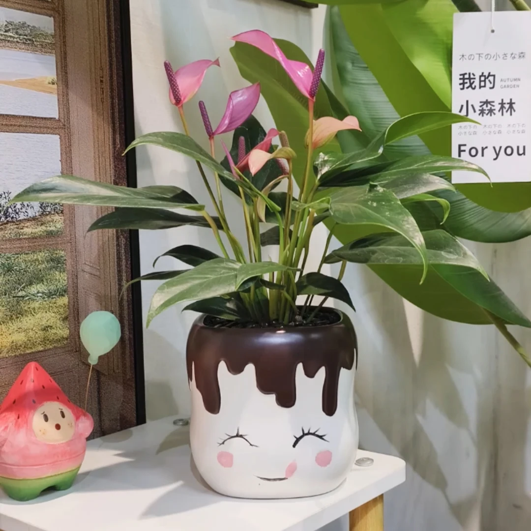 齐祖紫掌盆栽花烛花卉礼品带花苞室内客厅绿植盆栽自然枝生长