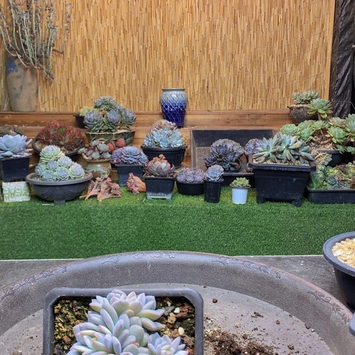 止***期361号星星橙多肉植物