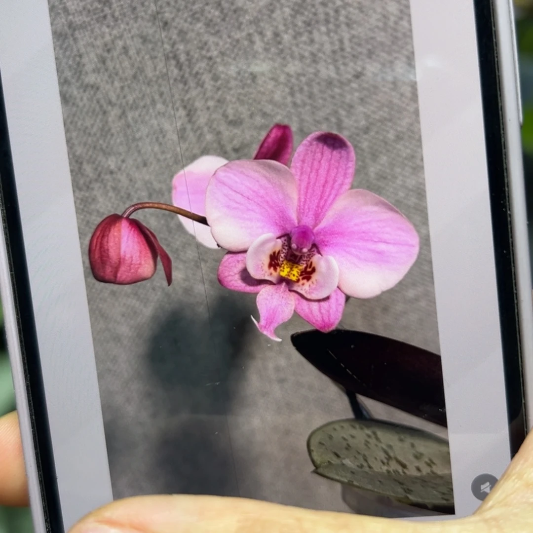 当前无花栽培后可以开花929西蕾丽分生