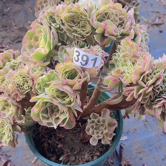 王***范多肉植物一个女巫追