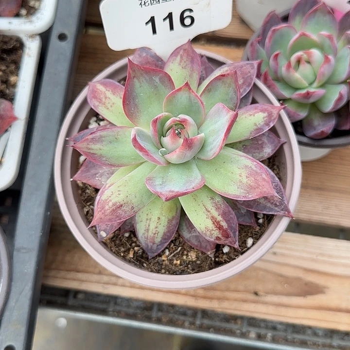 Ⅰ***瑶116 惊鸿仙子多肉植物