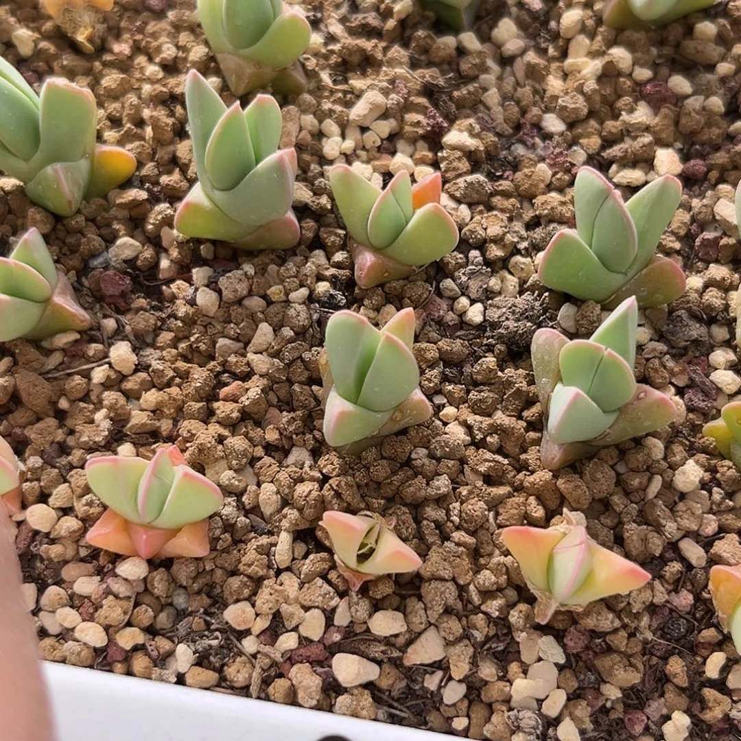 多肉植物满58包邮