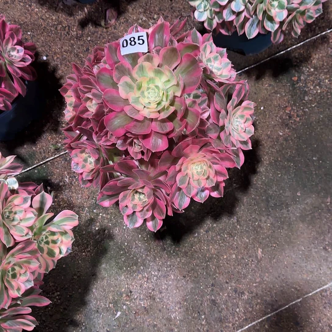 咖*雨多肉植物粉女郎085