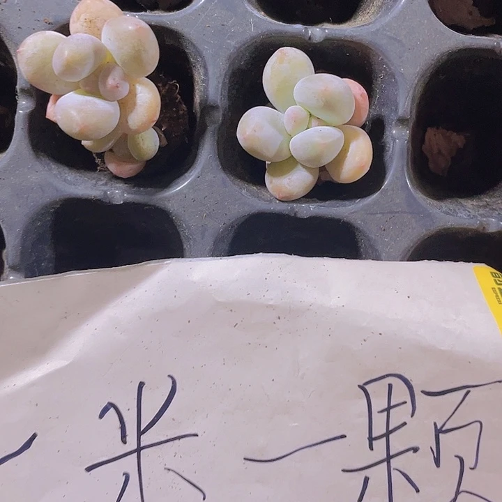 8精品奶豆2颗一组