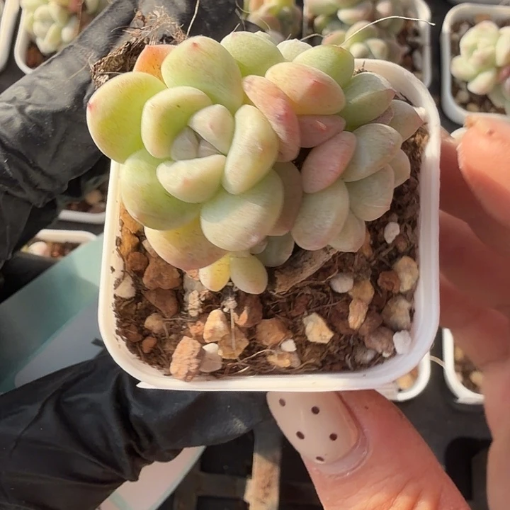 117 号到手1框一物一拍