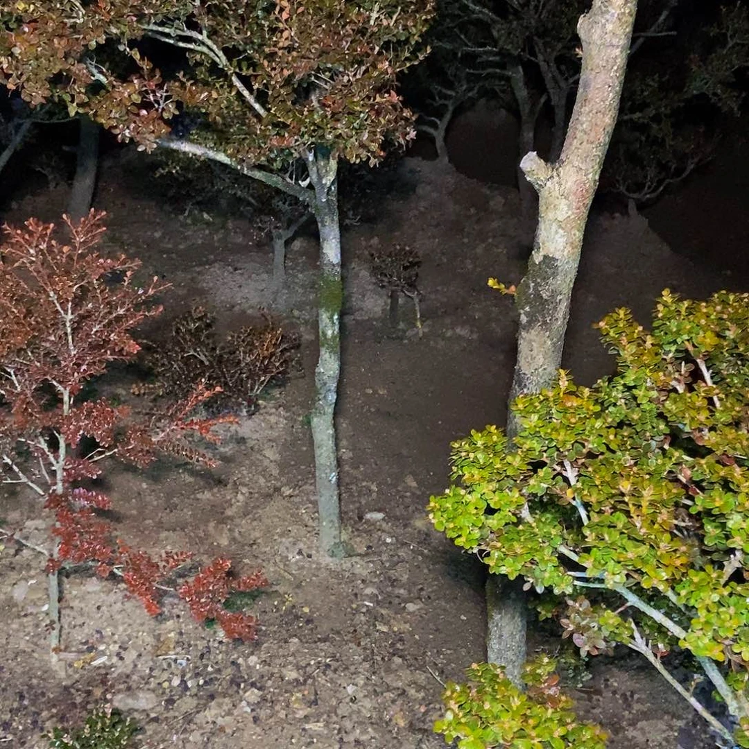青***在安徽天柱山珍珠黄杨