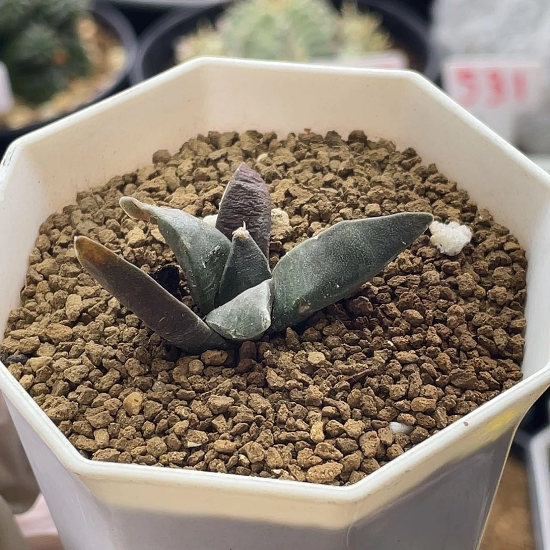 实生龙尾牡丹仙人球多肉