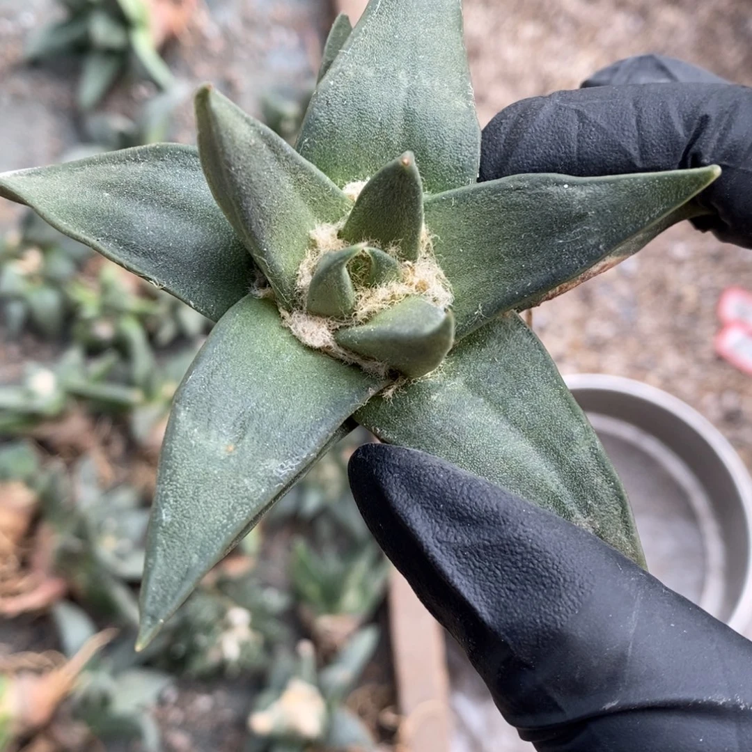 我***谁实生特价龙牙福利