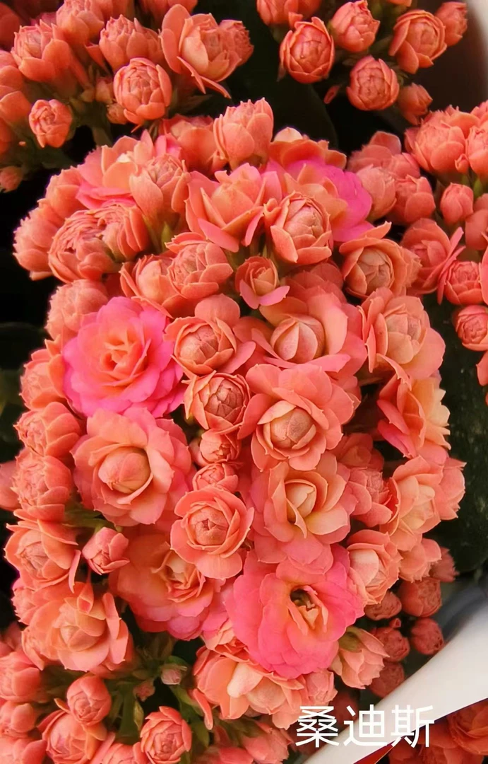 昊景长寿【桑迪斯】100室内精美盆栽