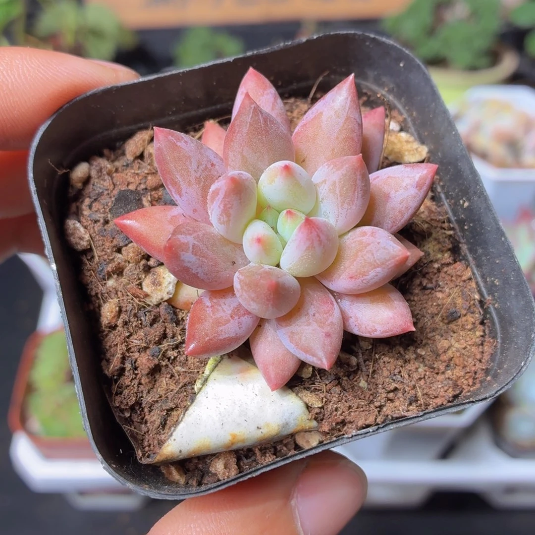 红蜻蜓多肉9.9包邮发货