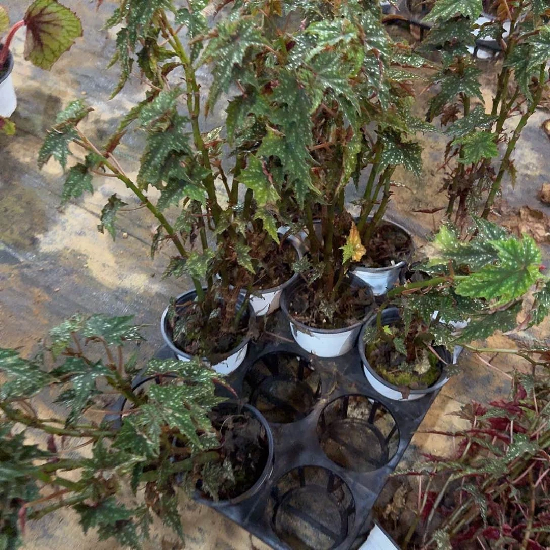 完全开放福利秋海棠竹节出云一颗无售后