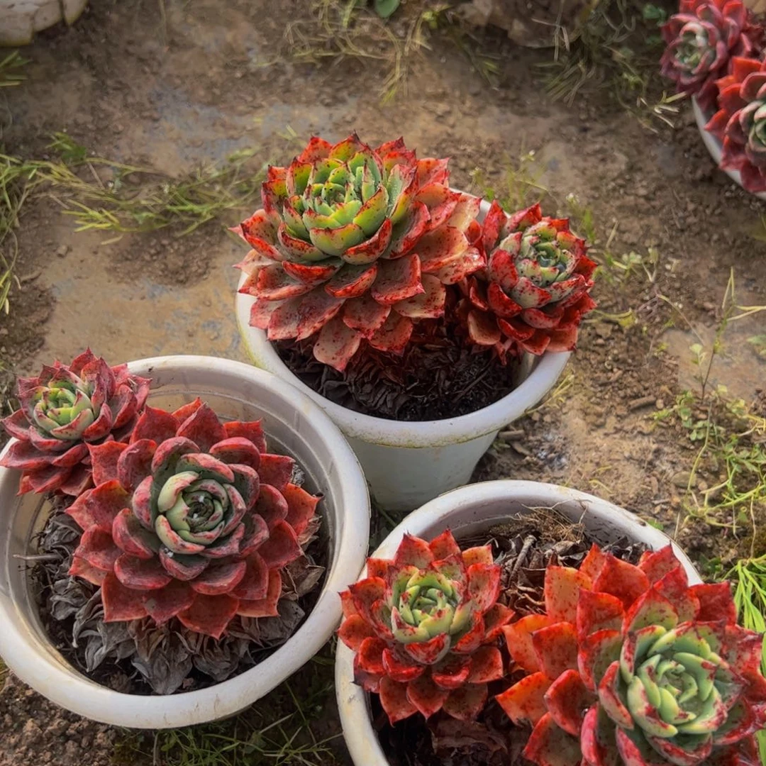 贝拉多娜双头三盆