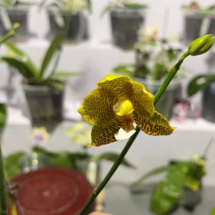 大部分花苞少量开放BKH 2007 5.0寸八花剑带侧枝育种级别