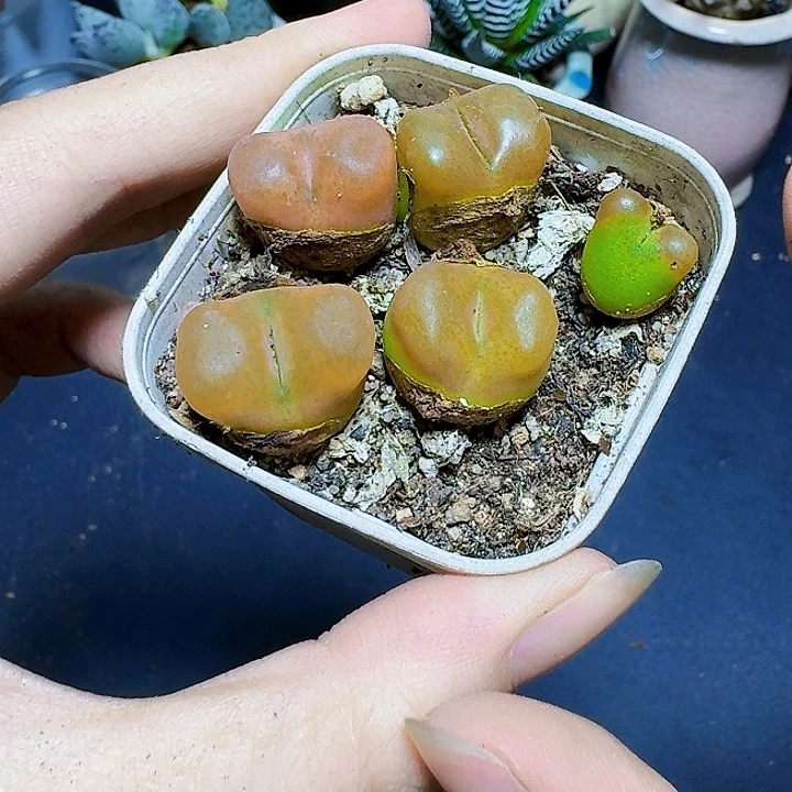 一物一拍带盆一盆福利