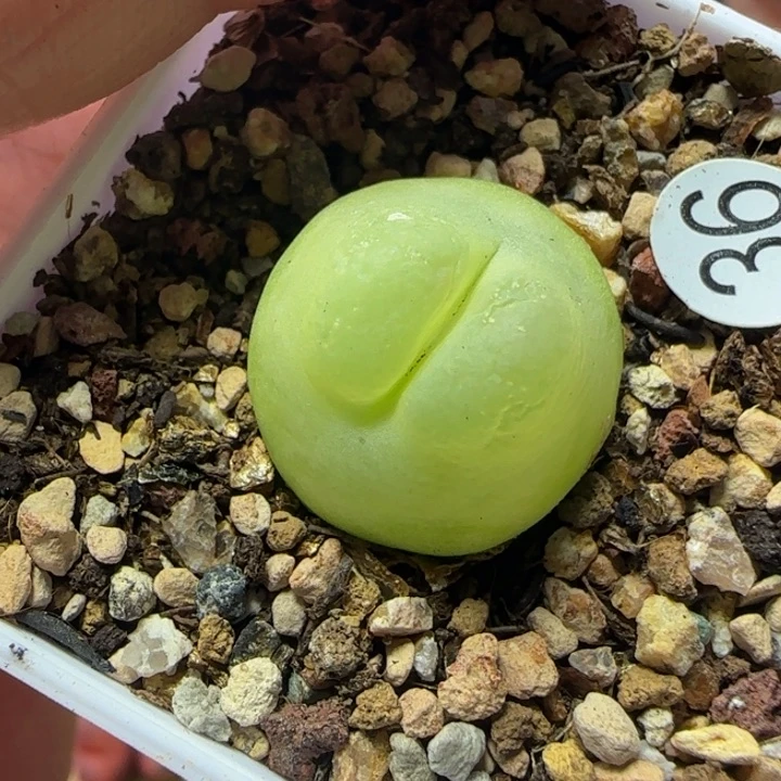拉登1.9+瑕疵多肉植物36