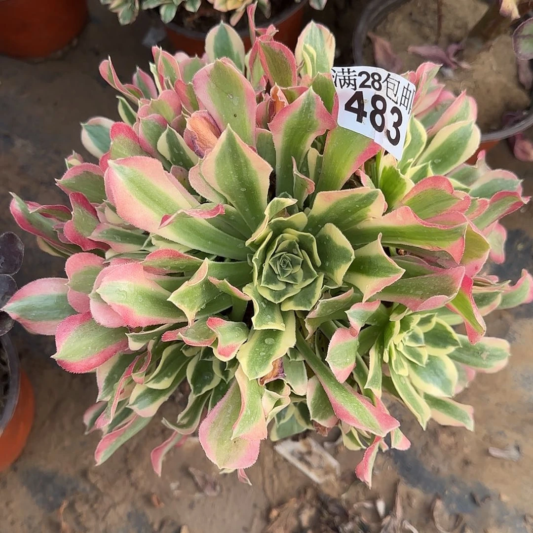 白凤多肉483满28包邮断枝不包