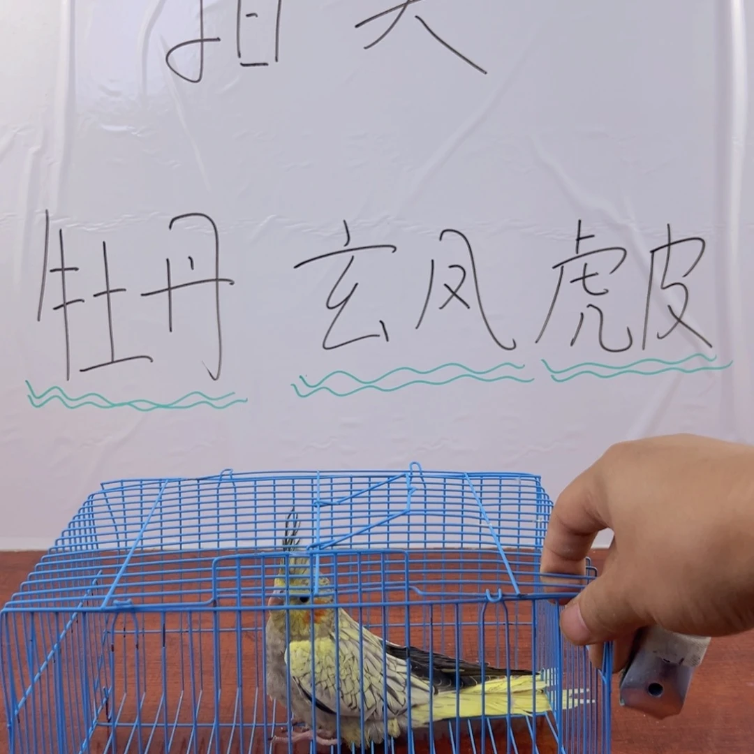 虎皮鹦鹉旋风鹦鹉开始拍开始