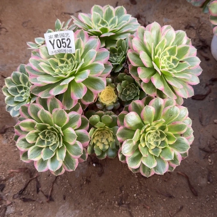 052海王官服25左右2