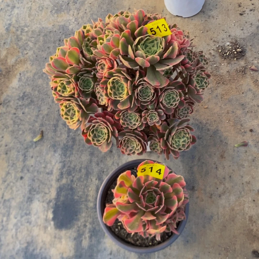 不***ぃ多肉513粉女郎51400