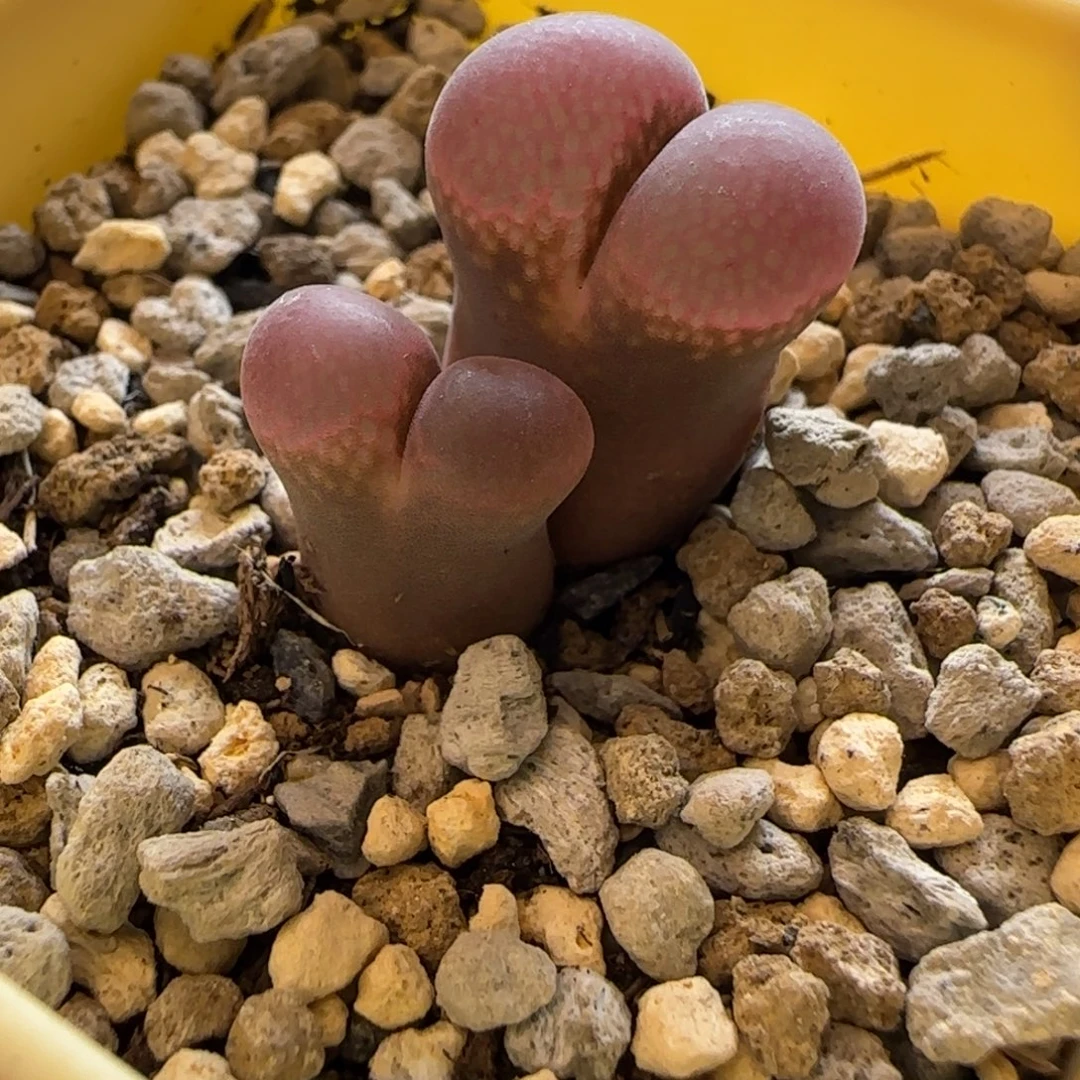 粉风铃双头多肉植物