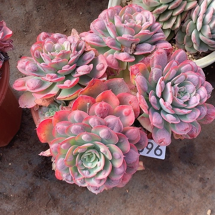 096雨滴 一物一拍多肉