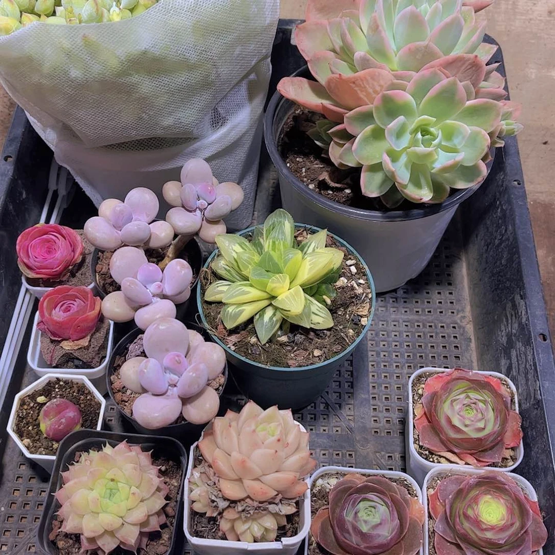 多肉389多肉植物