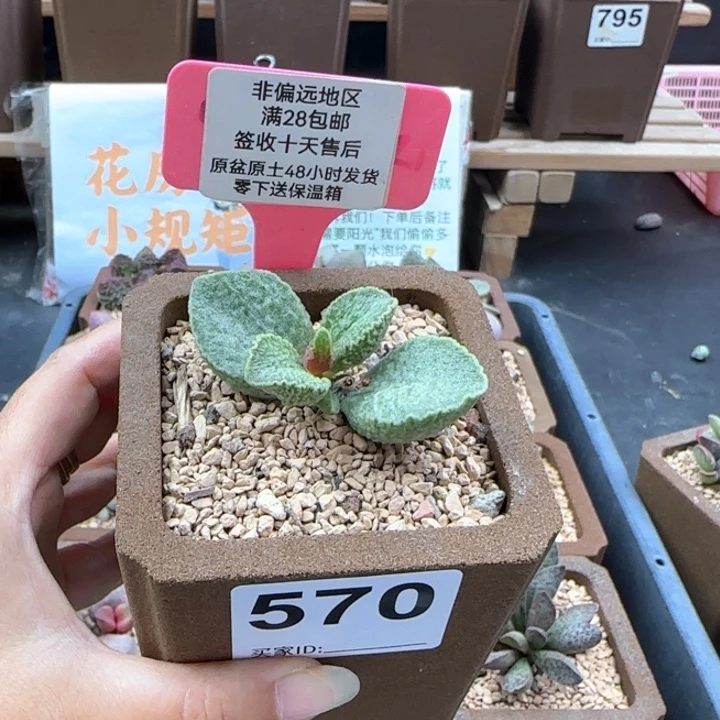 570抹茶多肉植物