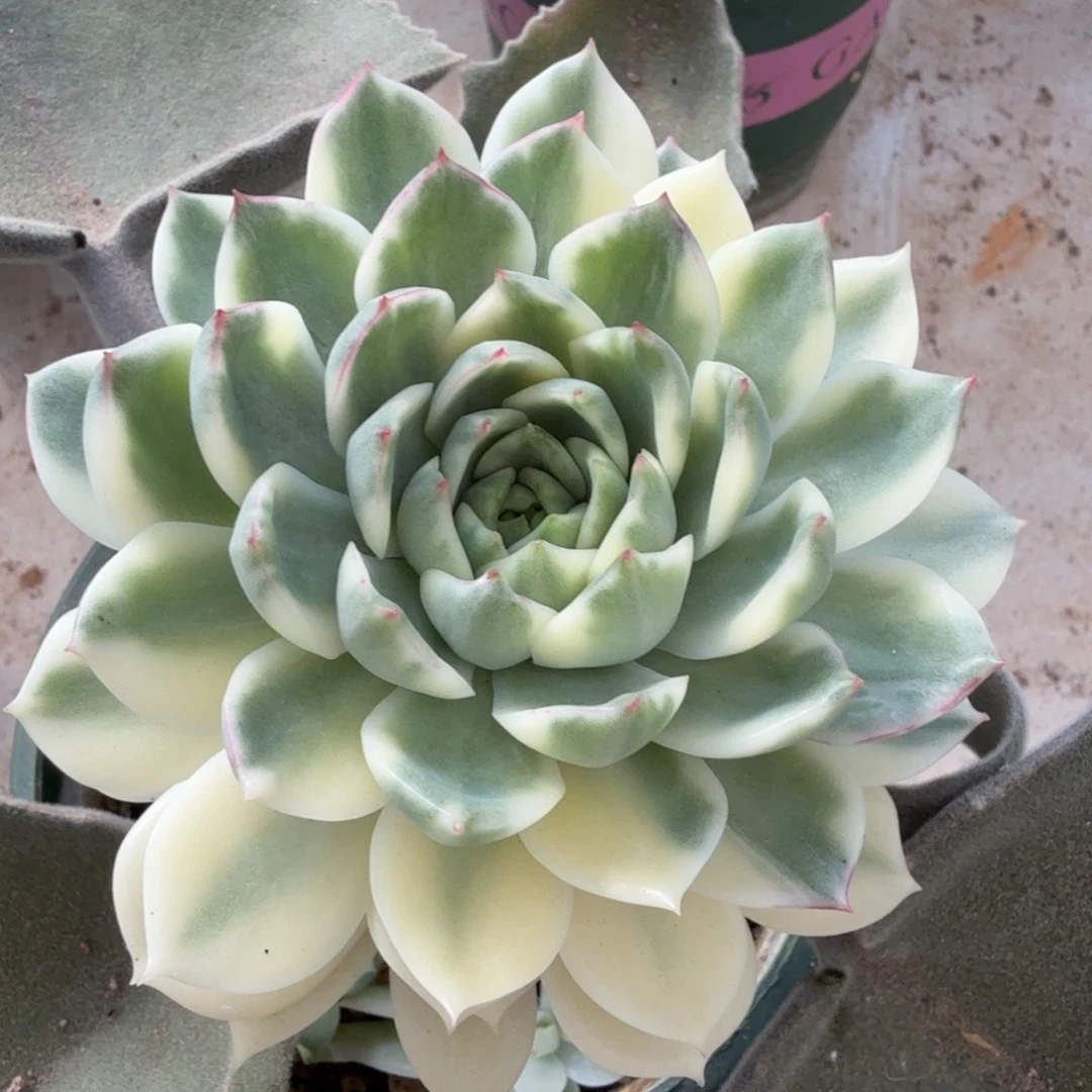 冬云锦，锦上园艺一物一拍