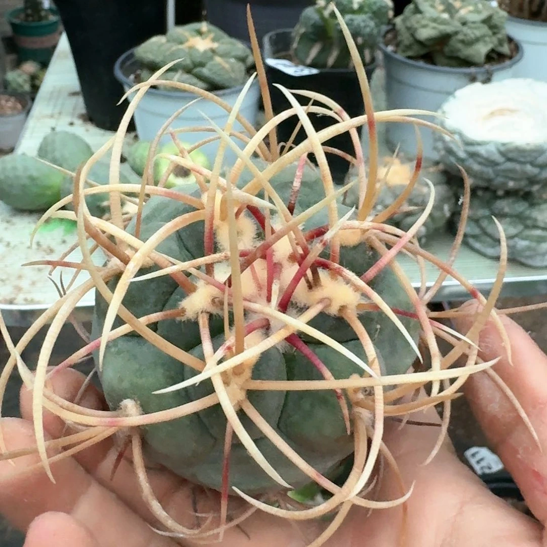 【闪购商品】无花朵高木非冠龙
