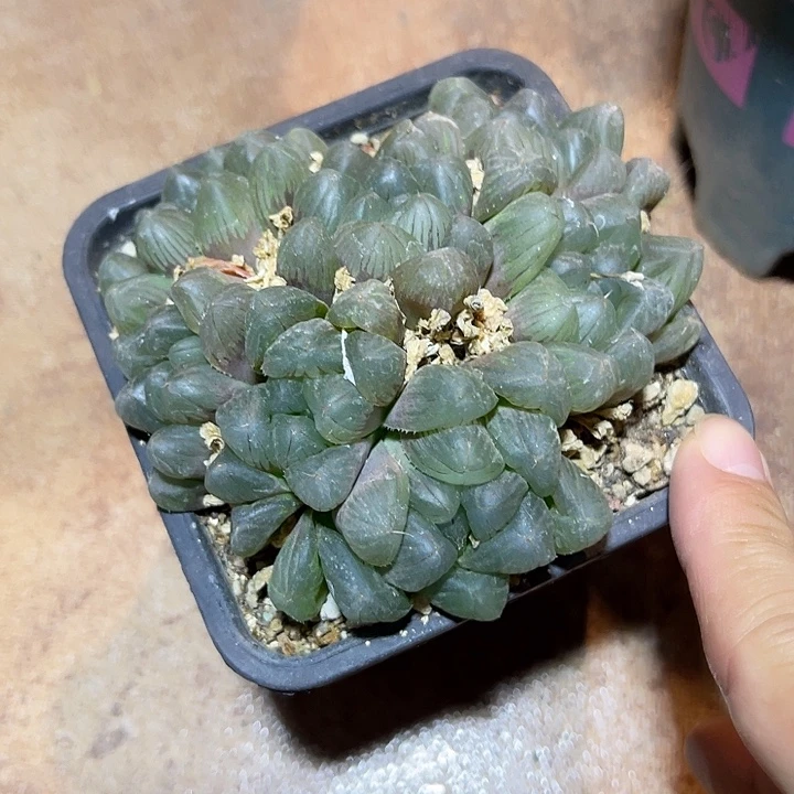 无花朵玉露大群一物一拍