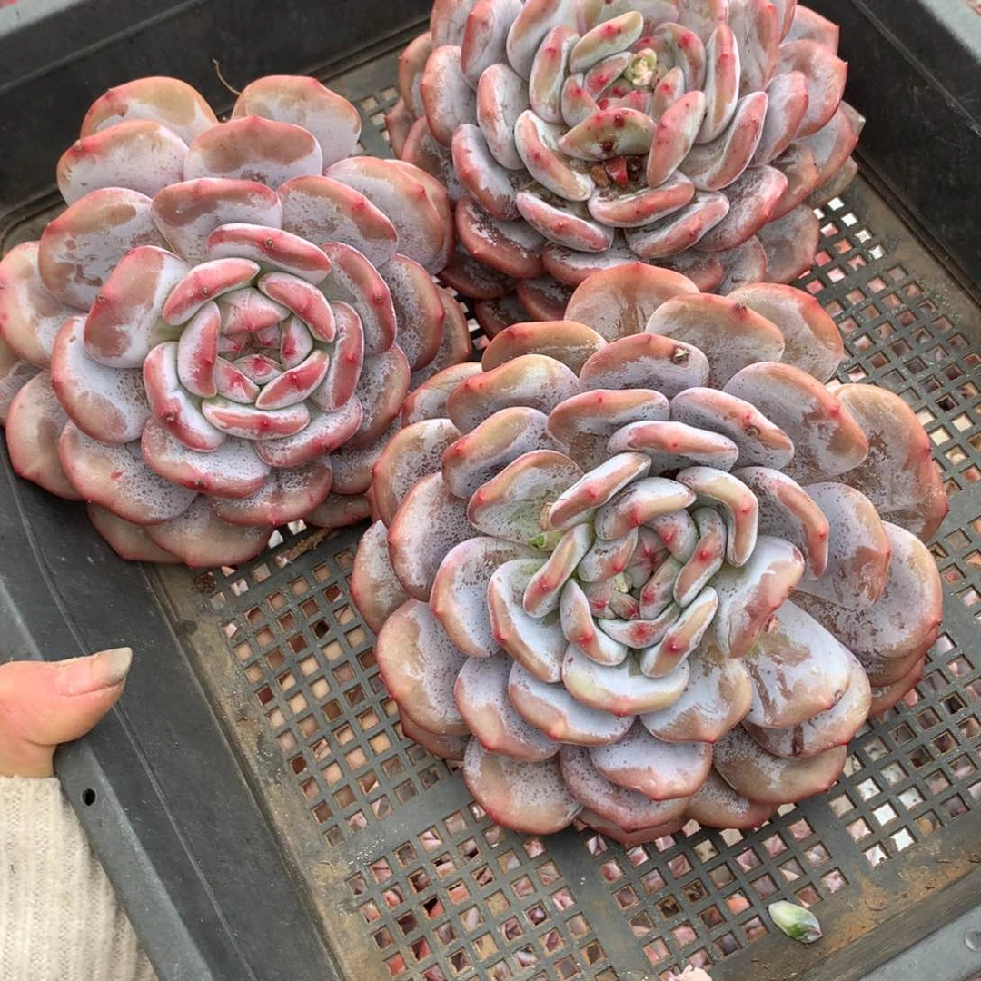 哈哈哈哈哈哈哈哈哈哈