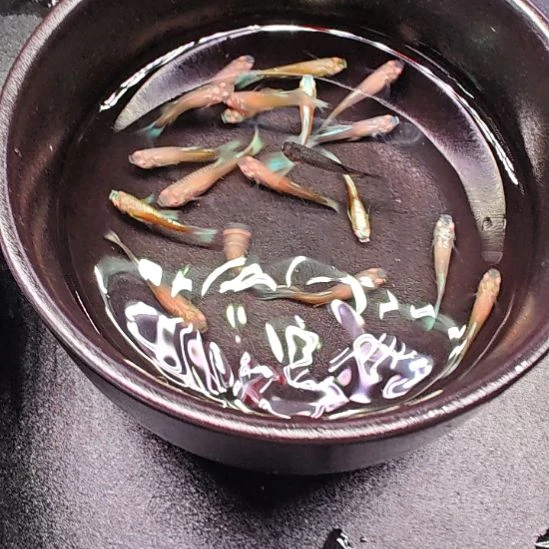 海水天空蓝孔雀鱼  3只2.5/3  包邮