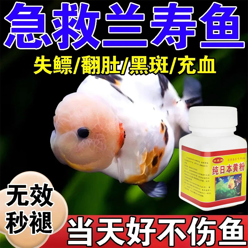 兰寿鱼失鳔矫正器金鱼倒立翻肚皮肠炎烂身白点白毛水族专用