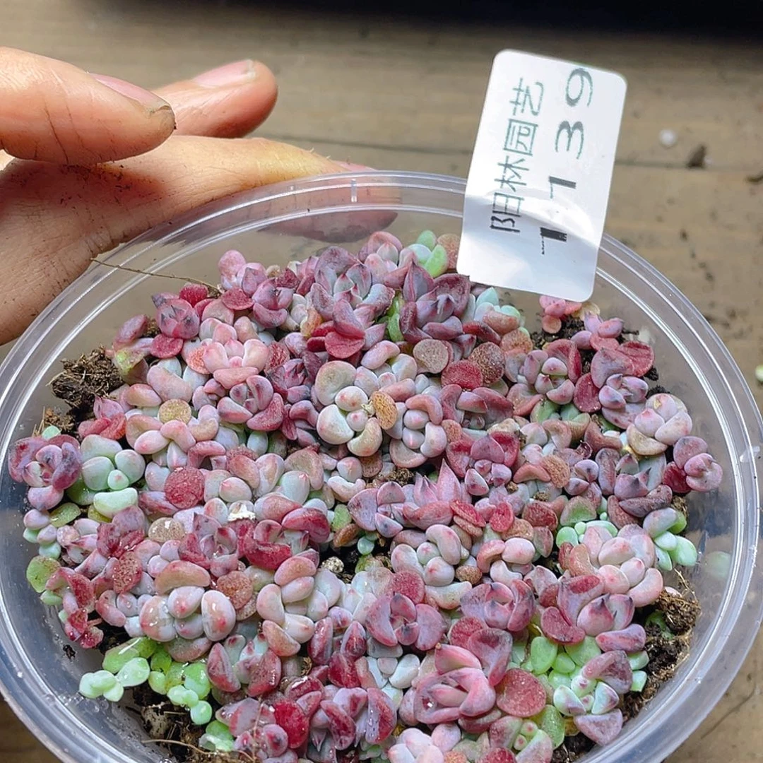 多肉植物多肉植物1139