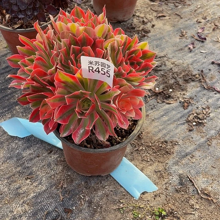 455多肉植物的生长