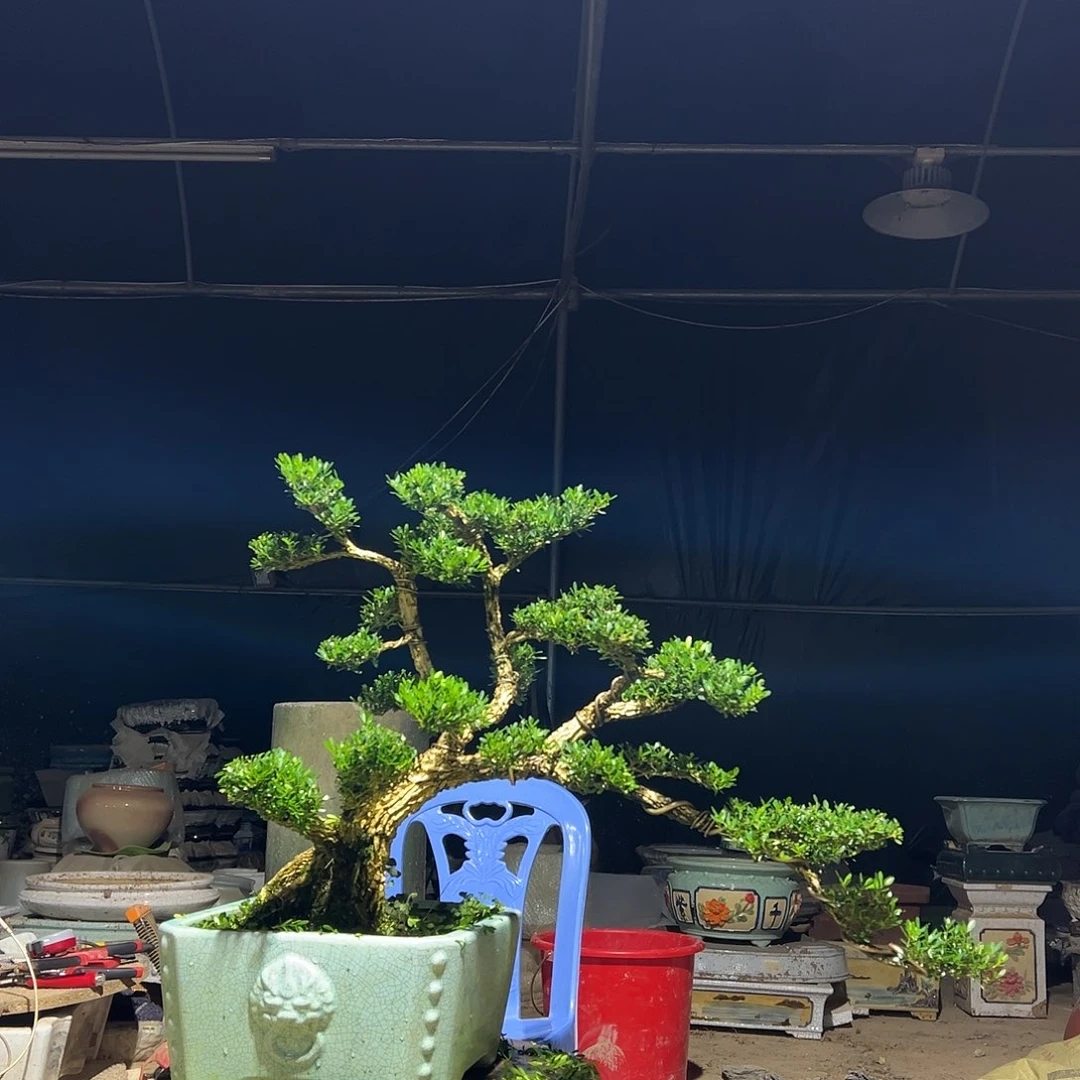 无花朵广东雀舌黄杨盆景