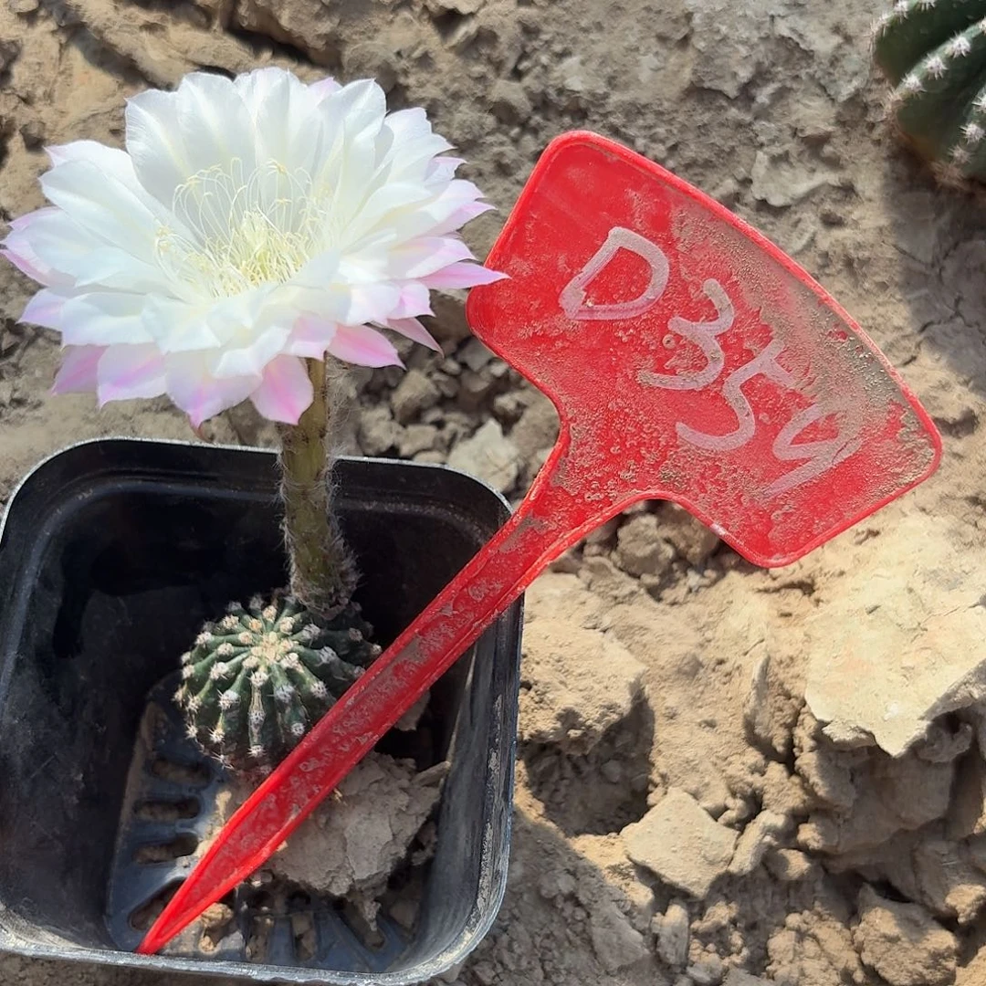 凤***缘D359,马丙瑕疵歪头